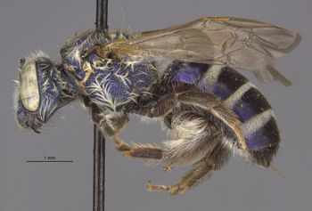 Media type: image;   Entomology 32618 Aspect: habitus lateral view
